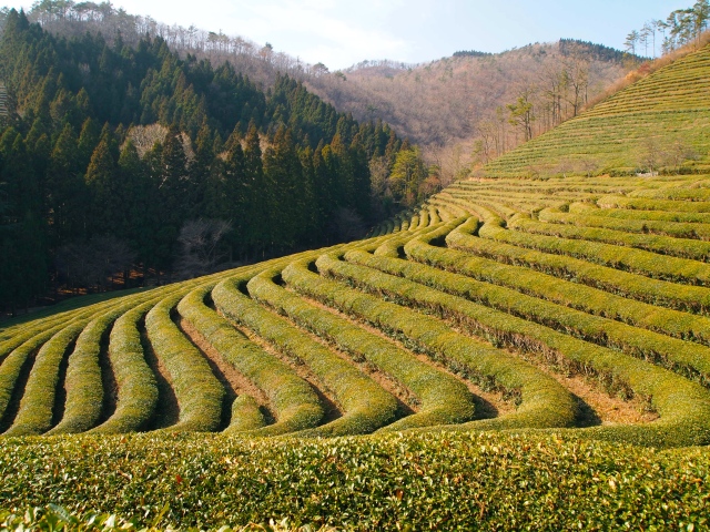 Boseong Tea Plantations