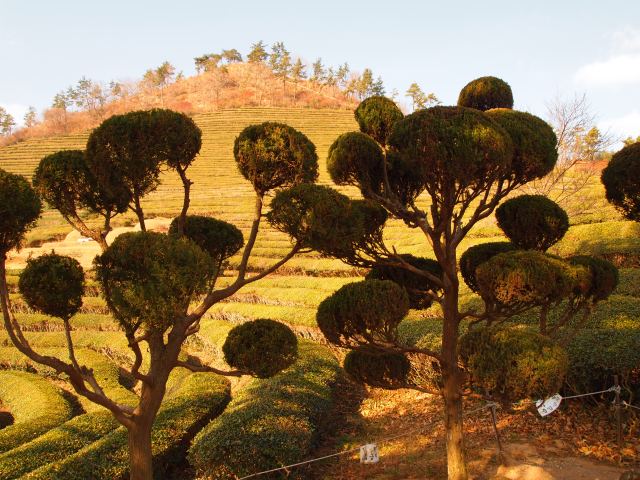 topiary at the tea farm