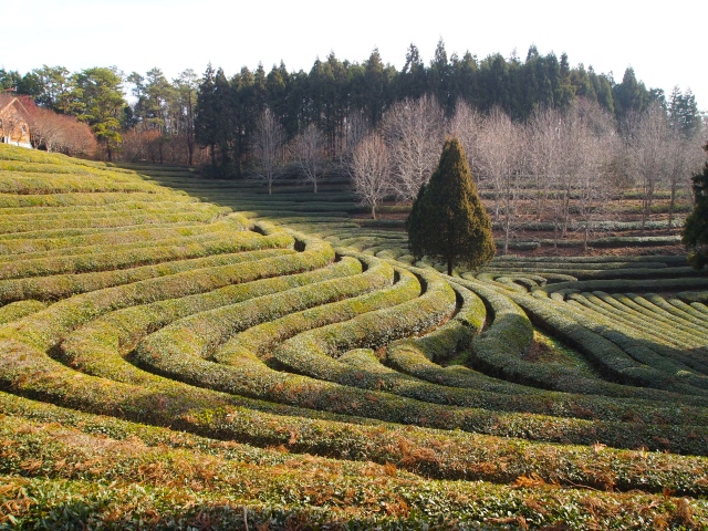tea farms