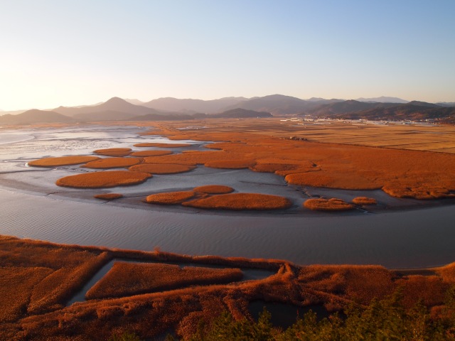Suncheon Bay wetlands