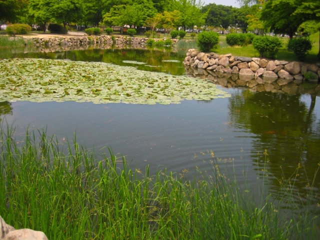 pond at Tumuli in Hwangnam-ri